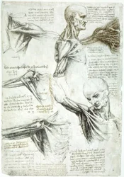Anatomiestudies